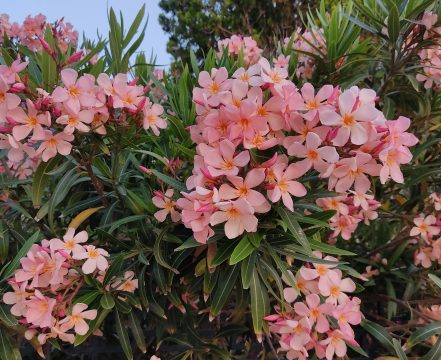 <strong>Δήμος Βισαλτίας: Προσλήψεις προσωπικού</strong>