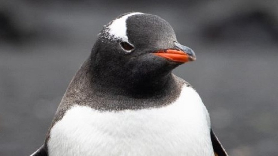 Ο αυτοκρατορικός πιγκουίνος περιελήφθη επισήμως στα «απειλούμενα» είδη