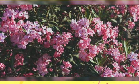 Γ. Ανδριανός στην «Αποδελτίωση»: Ενίσχυση ελέγχων στη Λέσβο κατά της εξάπλωσης του αφθώδους πυρετού