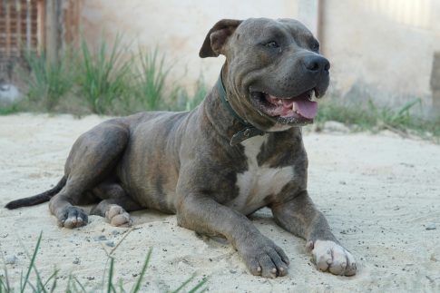 Δήμαρχος Πολυγύρου Χαλκιδικής στο ΕΡΤnews Radio 105,8 για τη θανάτωση 21 σκύλων στον Βάβδο: Δεν έχω λόγια – Ανάγκη για ενημέρωση και ευαισθητοποίηση