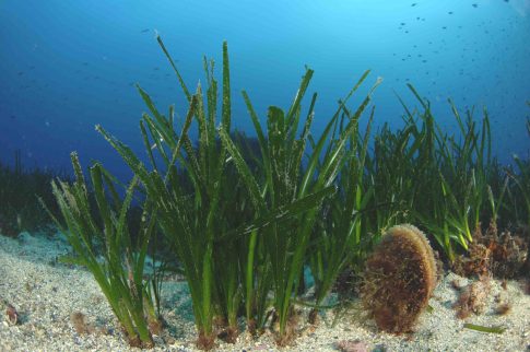 Οι 251 απάτητες παραλίες της Ελλάδας – Πού απαγορεύονται καντίνες και ξαπλώστρες