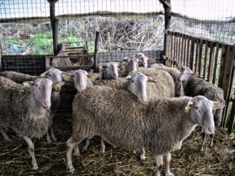 Την Κυριακή ο 5<sup>ος</sup> Grammos Mountain Run