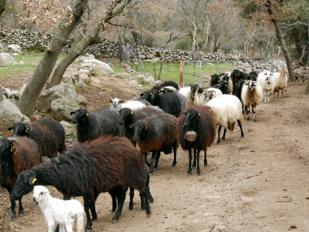 Παρέμβαση για “τη φυλή προβάτου Λέσβου” από ακαδημαϊκούς που επιβλέπουν το πρόγραμμα των Γενετικών Πόρων του ΥΠΑΑΤ