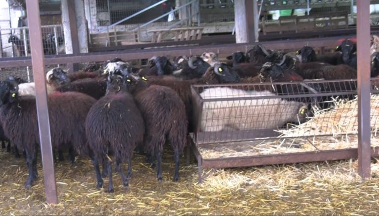 Λέσβος: Αρνητικά και τα χθεσινά δείγματα για τον αφθώδη – Γραμμή επικοινωνίας των κτηνοτρόφων με την Περιφέρεια