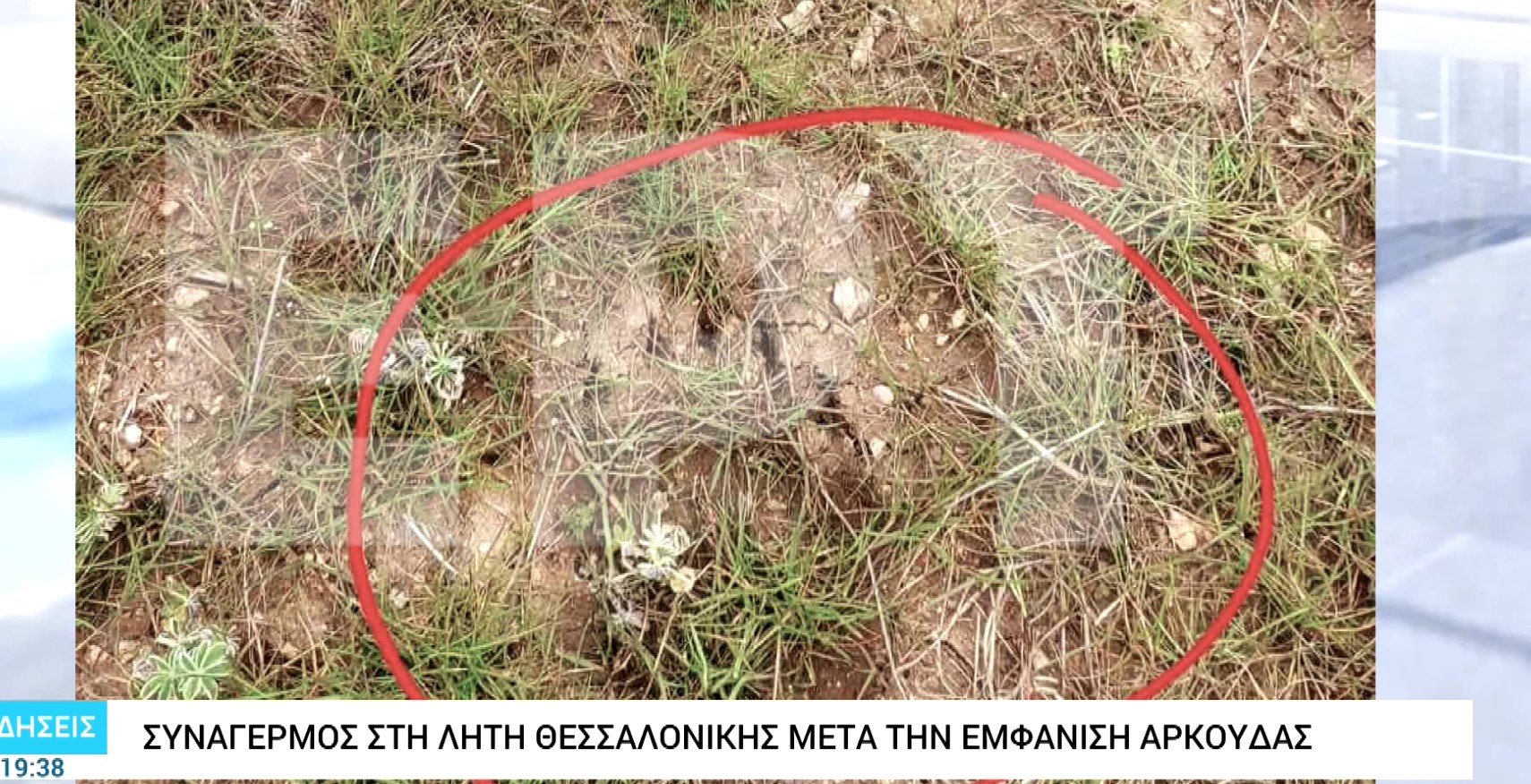 Συναγερμός στη Λητή Θεσσαλονίκης μετά την εμφάνιση αρκούδας