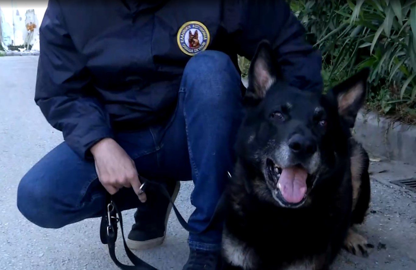 Ο Ακύλας “ξετρύπωσε” τα ναρκωτικά και οδήγησε στη σύλληψη του εμπόρου