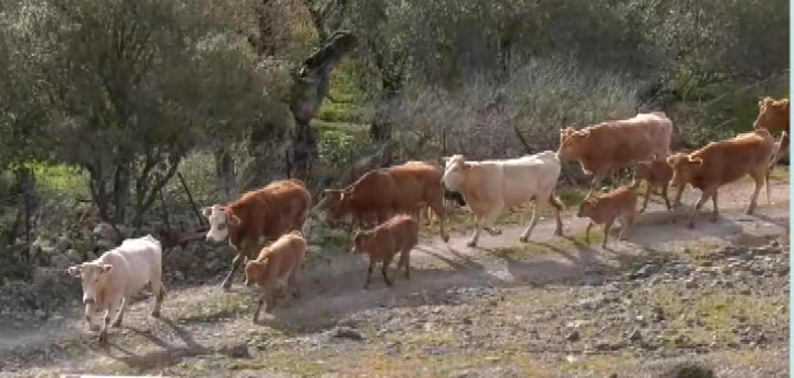 Λέσβος: Στήριξη στους κτηνοτρόφους με πρωτοβουλία του ραδιοφώνου της ΕΡΤ