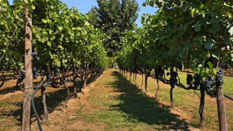 Θεσσαλονίκη: Πικ νικ σήμερα στον Αστικό Αμπελώνα- Το πρόγραμμα των δράσεων