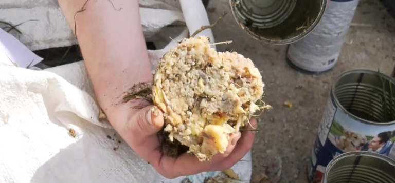 Δηλητηρίαση σκύλων στη Χαλκιδική: Σε πλήρη εξέλιξη οι έρευνες της αστυνομίας για τον εντοπισμό του δράστη