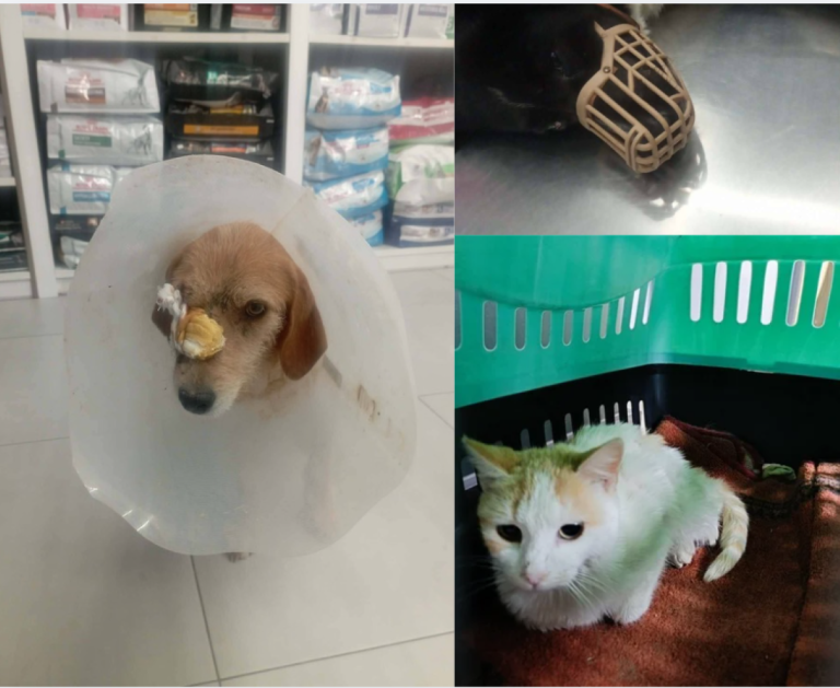 Βόλος: Πυροβολούν αδέσποτα ζώα σε κατοικημένες περιοχές – Καταγγελίες και φόβοι για κλιμάκωση της βίας