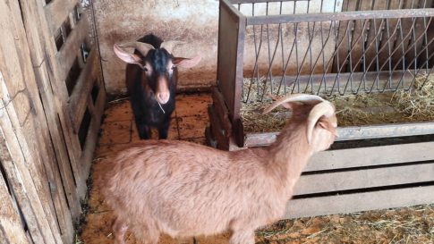 Ζητούν απαντήσεις για τη ρύπανση στο λιμάνι του Βόλου – Δειγματοληψίες έγιναν από ΟΛΒ και ΔΕΥΑΜΒ