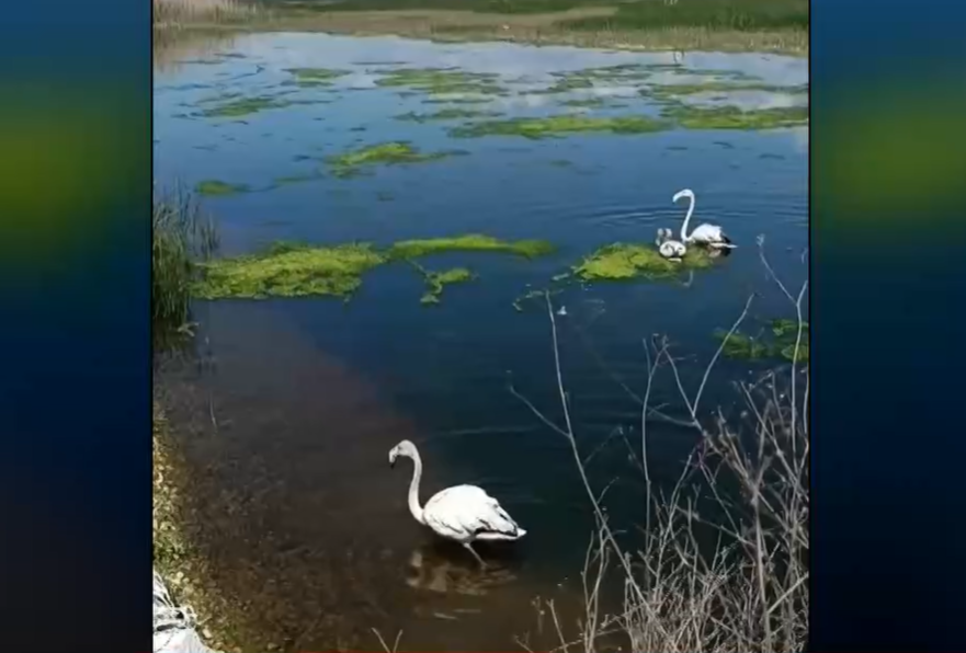 Θεσσαλονίκη: Άγρια πουλιά επέστρεψαν στη φύση μετά την περίθαλψή τους από εθελοντές