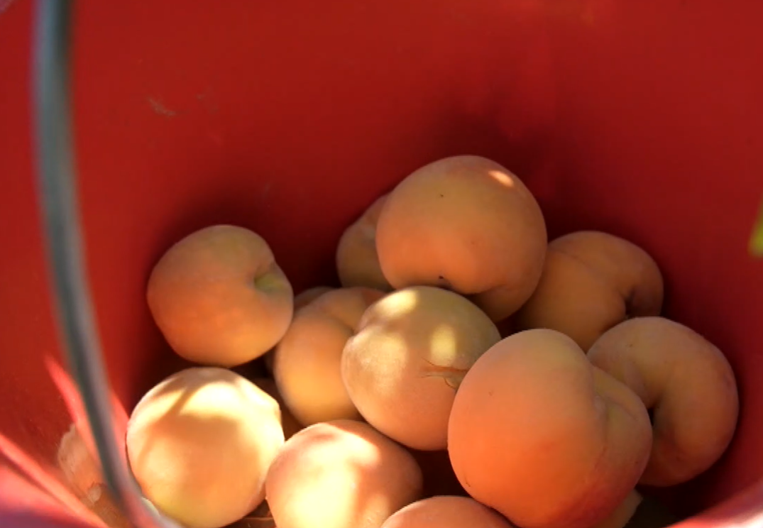 Αυξημένη συγκριτικά με πέρσι η παραγωγή συμπύρηνου ροδάκινου σε Ημαθία και Πέλλα