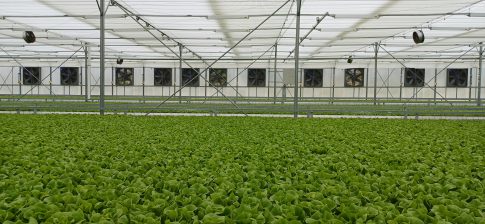 Μέχρι τις 28 Μαίου  παρατείνονται τα μέτρα για την ευλογιά των προβάτων στην Κρήτη