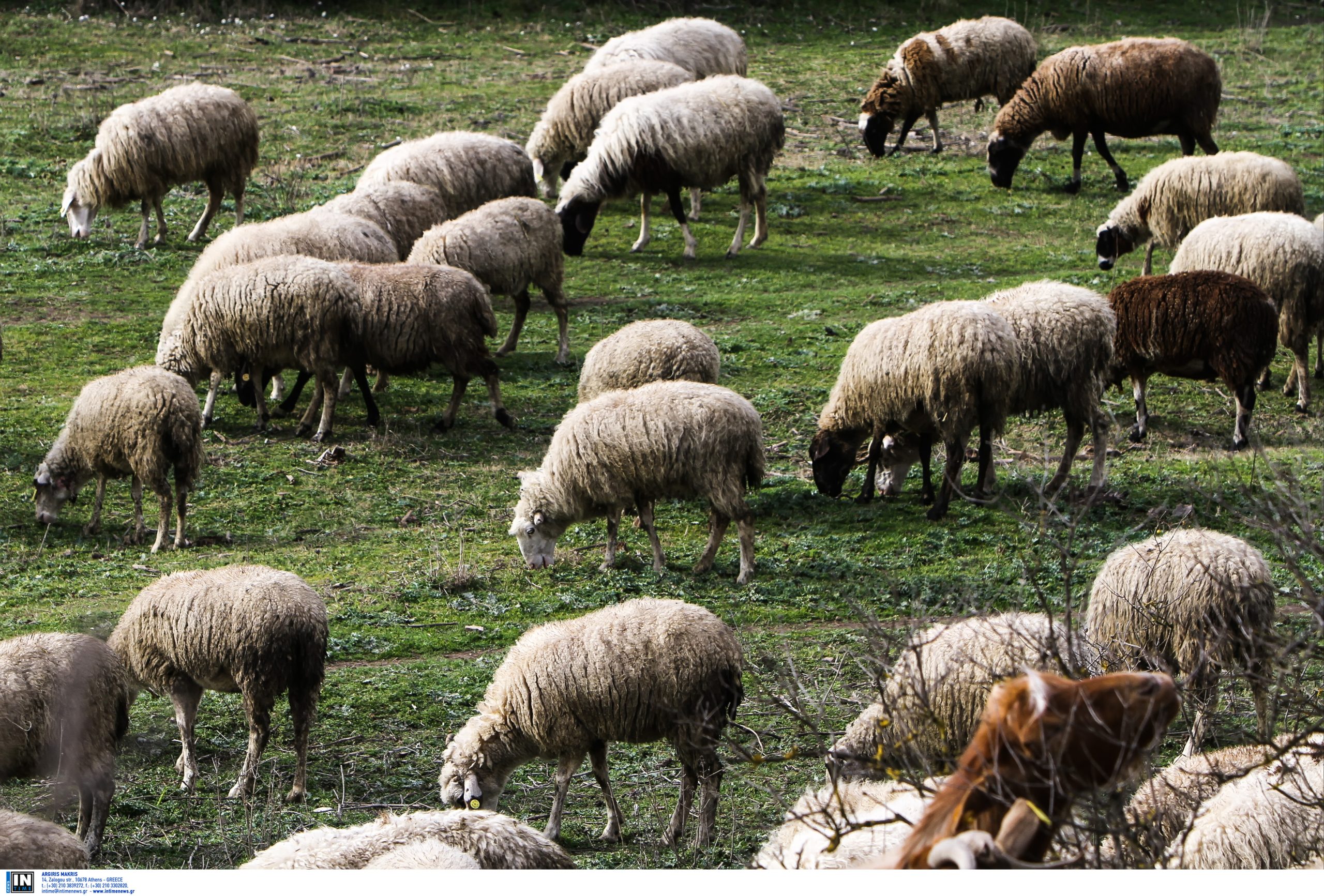 ΥΠΑΑΤ : Κανένας εφησυχασμός το καλοκαίρι για την ευλογιά των αιγοπροβάτων – Πρέπει να τελειώνουμε με τη νόσο