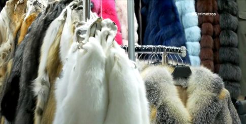 Νέα ασθένεια των ροδακινιών  πλήττει τις καλλιέργειες