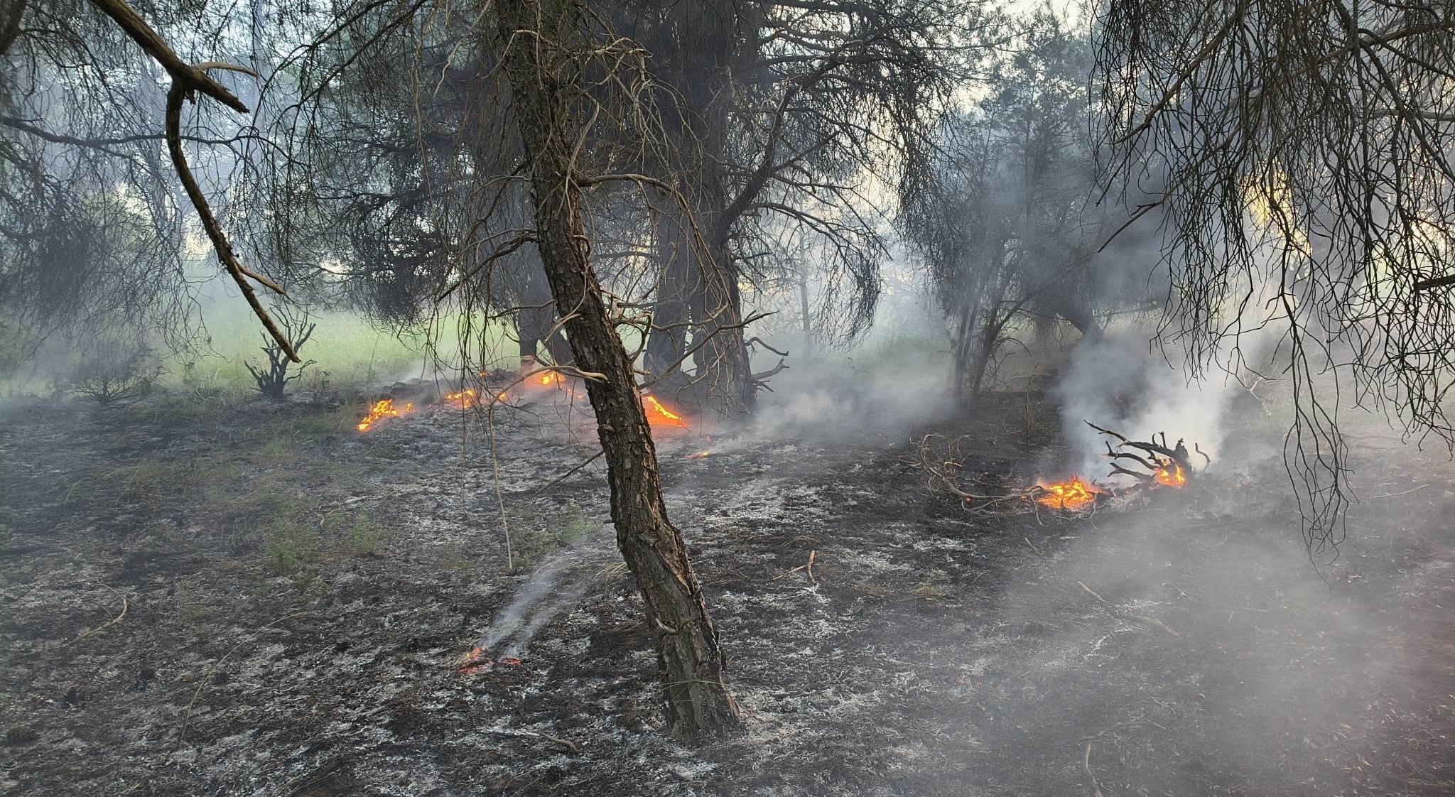 Σέρρες: Υπό έλεγχο η φωτιά σε δύσβατη περιοχή σε ρέμα στην κοιλάδα του Αγίου Γεωργίου