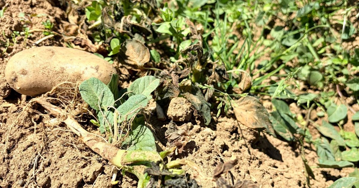 Η «ψυχρή εισβολή» της Πρωτομαγιάς άφησε πίσω της «καμένη γη» σε Αρκαδία, Θεσσαλία, Καστοριά και Κοζάνη