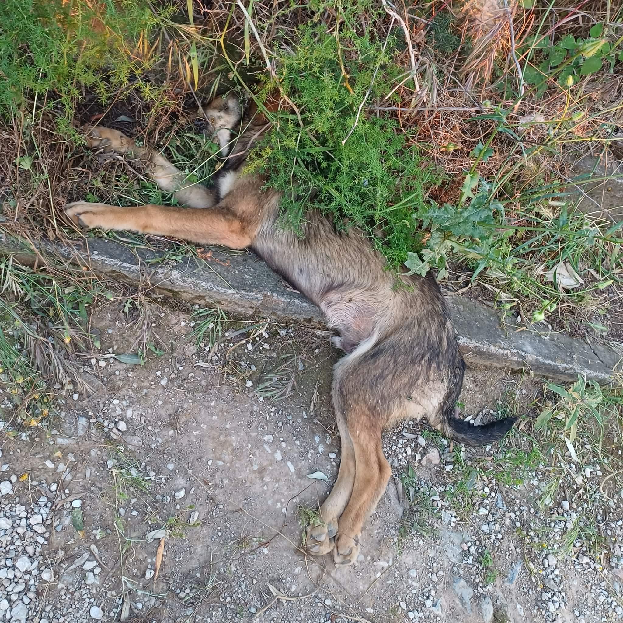 Καταγγελίες για αδιαφορία του Δήμου μετά από θανατώσεις αδέσποτων ζώων