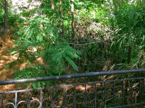 Από 2€ έως 5€ το κιλό τα κεράσια στη λαϊκή της Κομοτηνής