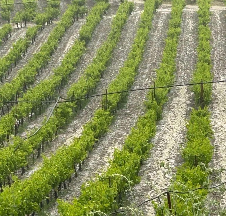 Σφοδρή χαλαζόπτωση στις Δάφνες Ηρακλείου – Μεγάλες ζημιές σε αμπέλια