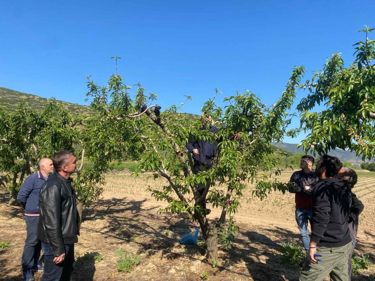 Αυτοψία σε καλλιέργειες των Δήμων Τεμπών και Τυρνάβου απο στελέχη της Περιφέρειας Θεσσαλίας