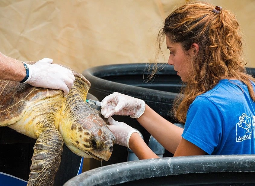 Ζάκυνθος – “ΑΡΧΕΛΩΝ”: “Οι πρώτες φωλιές Caretta caretta για το 2026 είναι γεγονός”