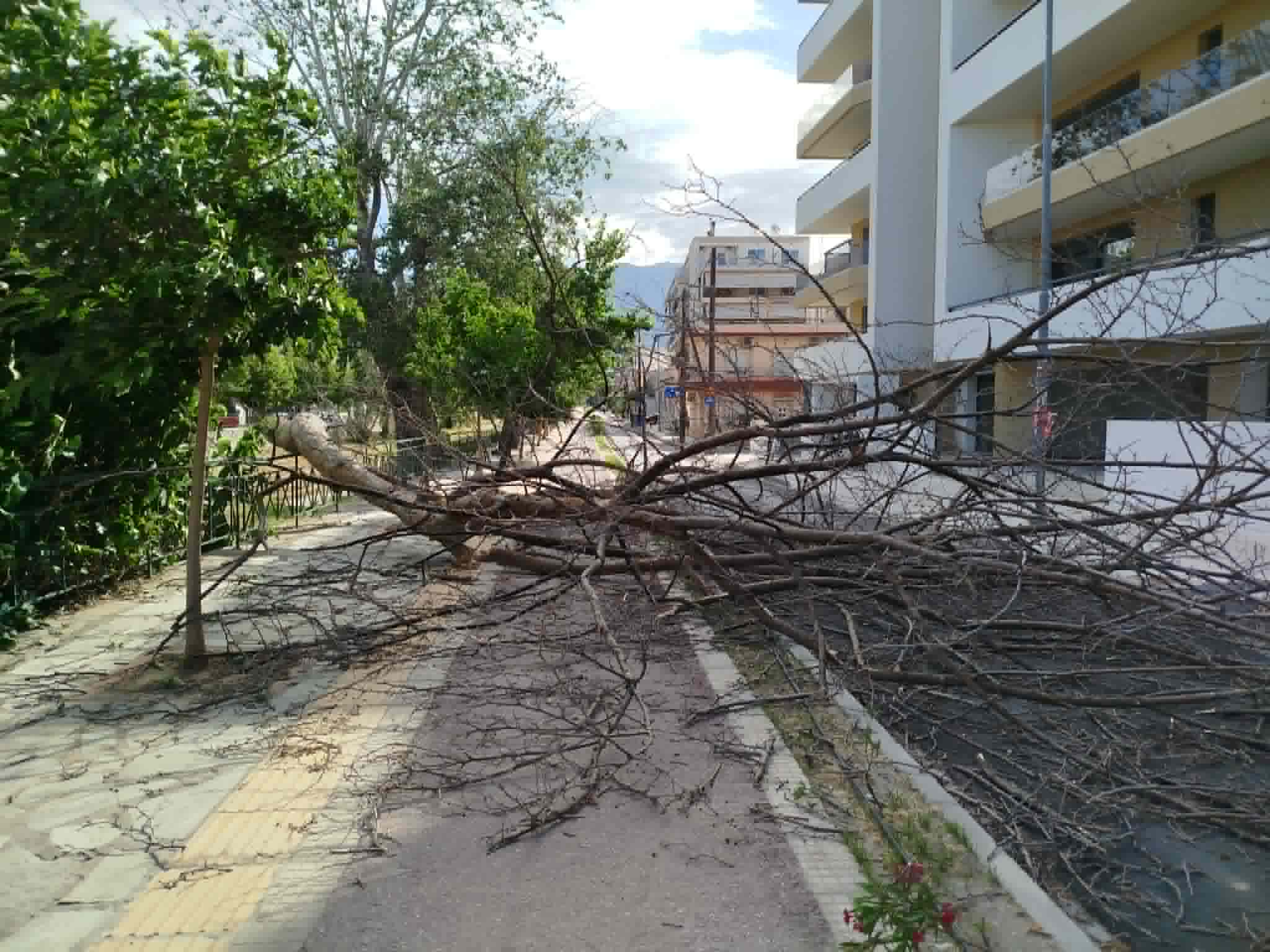 Πτώσεις δέντρων και ζημιές σε ΙΧ εξαιτίας ισχυρών ανέμων στον Βόλο