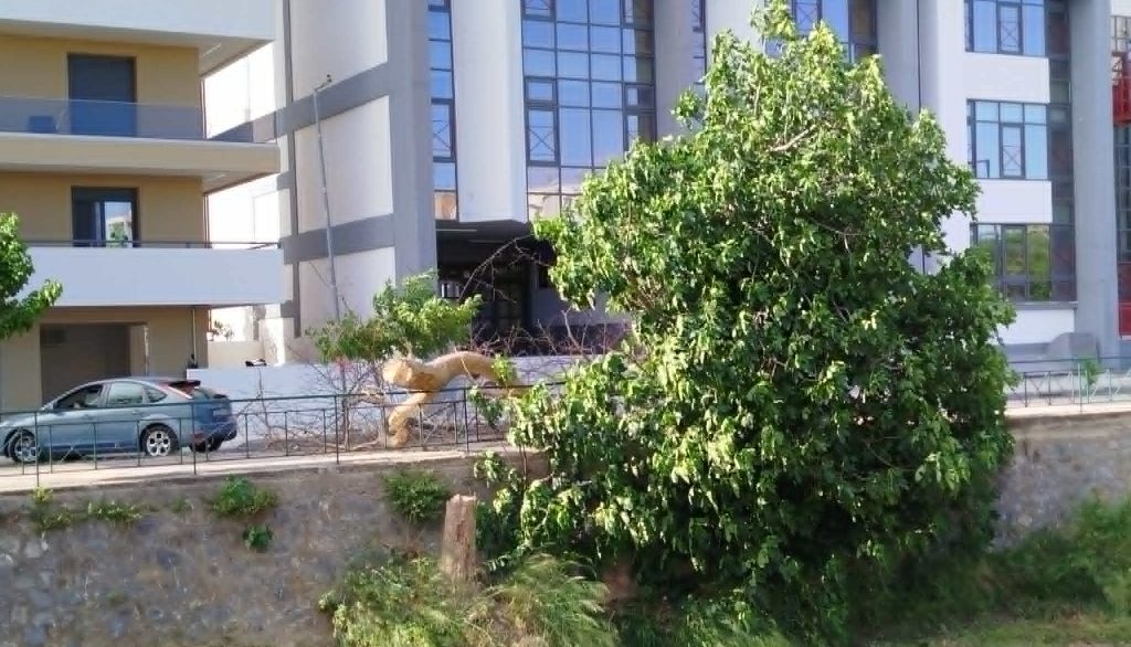 Πτώσεις δέντρων και ζημιές σε ΙΧ εξαιτίας ισχυρών ανέμων στον Βόλο