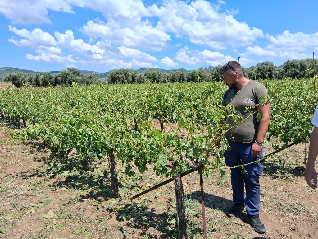 Ηλεία: Χαλάζι «χτύπησε» ελαιόδεντρα και αμπέλια