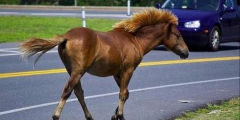 Μεγάλη επιχείρηση της Δίωξης Ναρκωτικών στη Σάμο – Επτά συλλήψεις στο Καρλόβασι