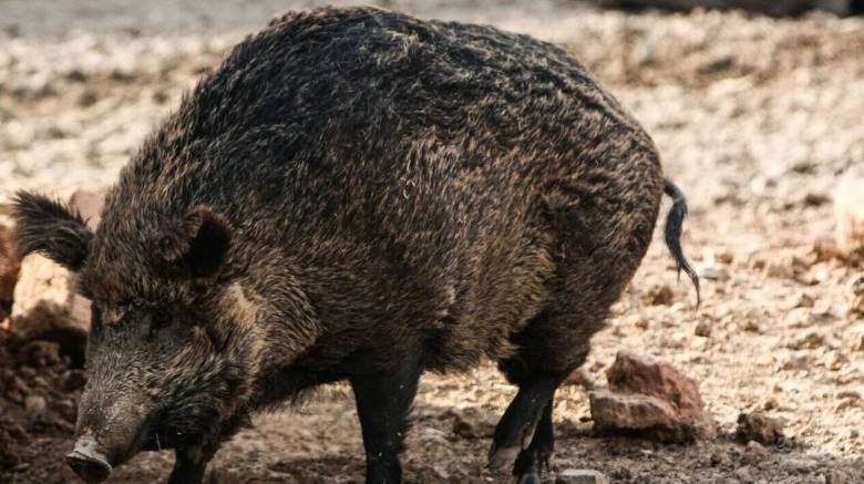 Μαζική κινητοποίηση στη Σάμο για το πρόβλημα με τους αγριόχοιρους – Συλλογή υπογραφών από τον Πανσαμιακό Αγροτικό Σύλλογο