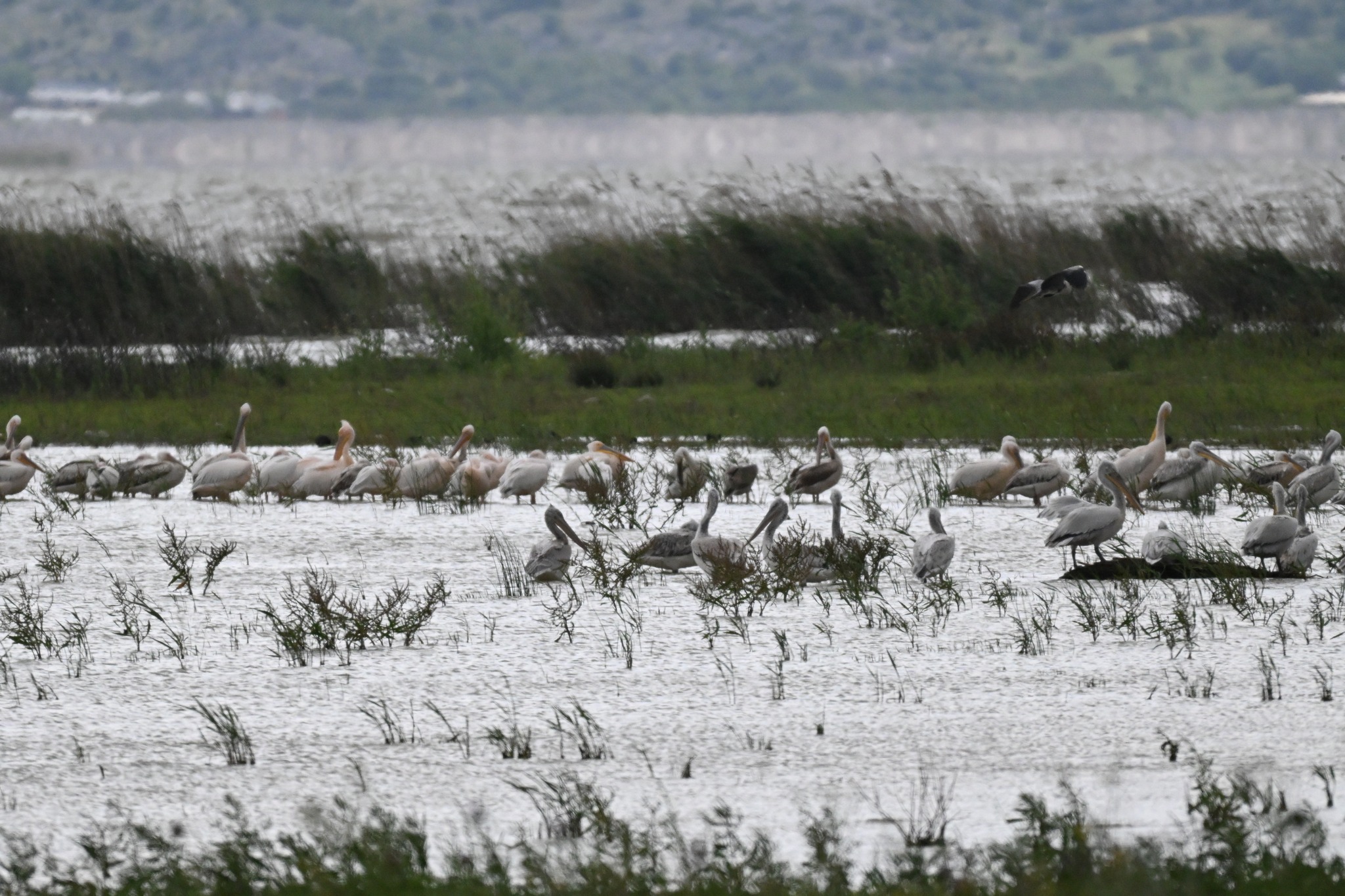 Πρώτο BioBlitz στη Λίμνη Κάρλα: “Οι πολίτες παράγουν επιστημονικά αποτελέσματα”