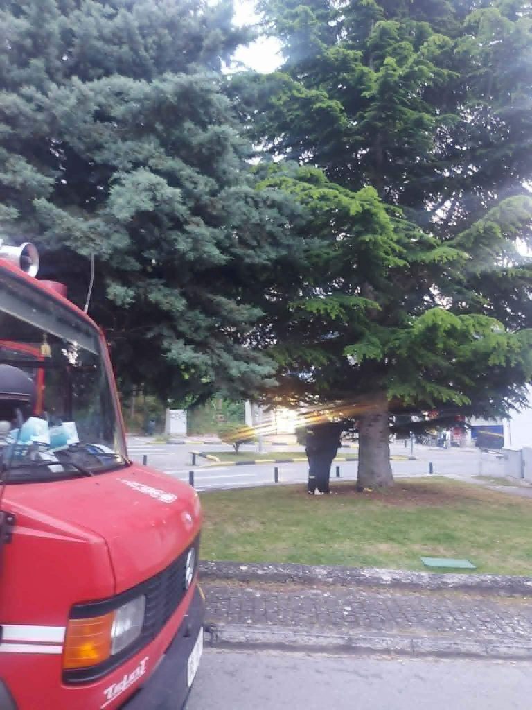 Κοζάνη: Σώθηκε γατάκι που είχε εγκλωβιστεί στην κορυφή δέντρου – Συγκινητική κινητοποίηση πολιτών και Πυροσβεστικής