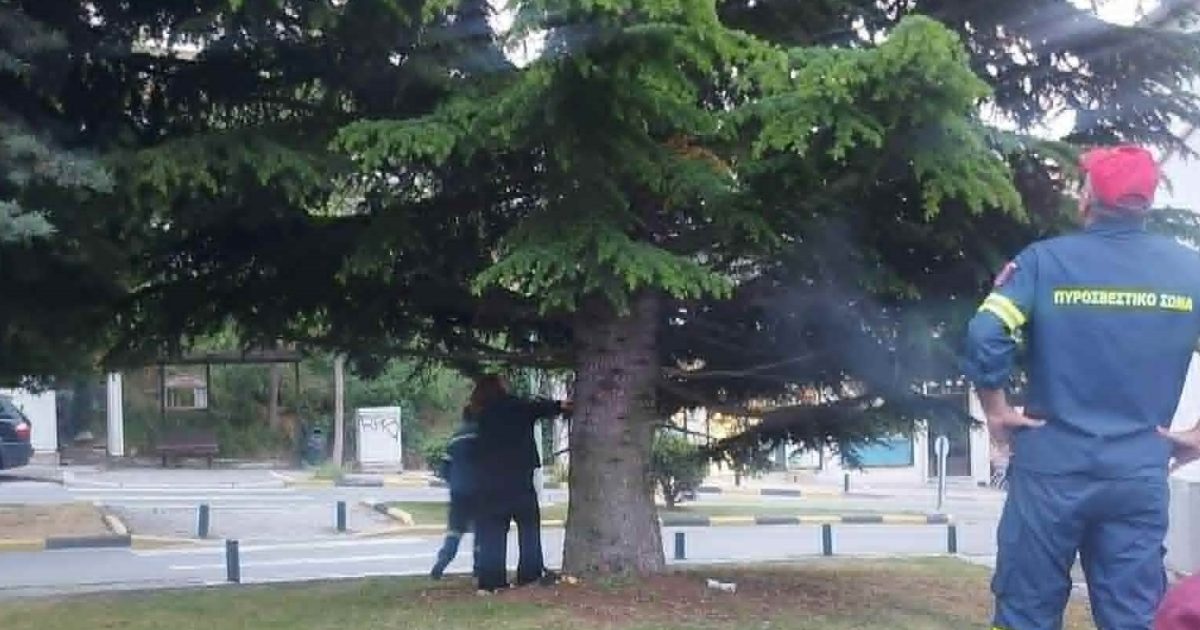 Κοζάνη: Σώθηκε γατάκι που είχε εγκλωβιστεί στην κορυφή δέντρου – Συγκινητική κινητοποίηση πολιτών και Πυροσβεστικής