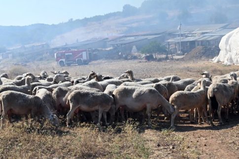 Χωρίς πόσιμο νερό για έβδομη ημέρα τρεις οικισμοί του Νοτίου Πηλίου