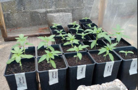 Επιτυχημένη η πυροσβεστική άσκηση «Διά Πυρός» στη νότια Ηλεία
