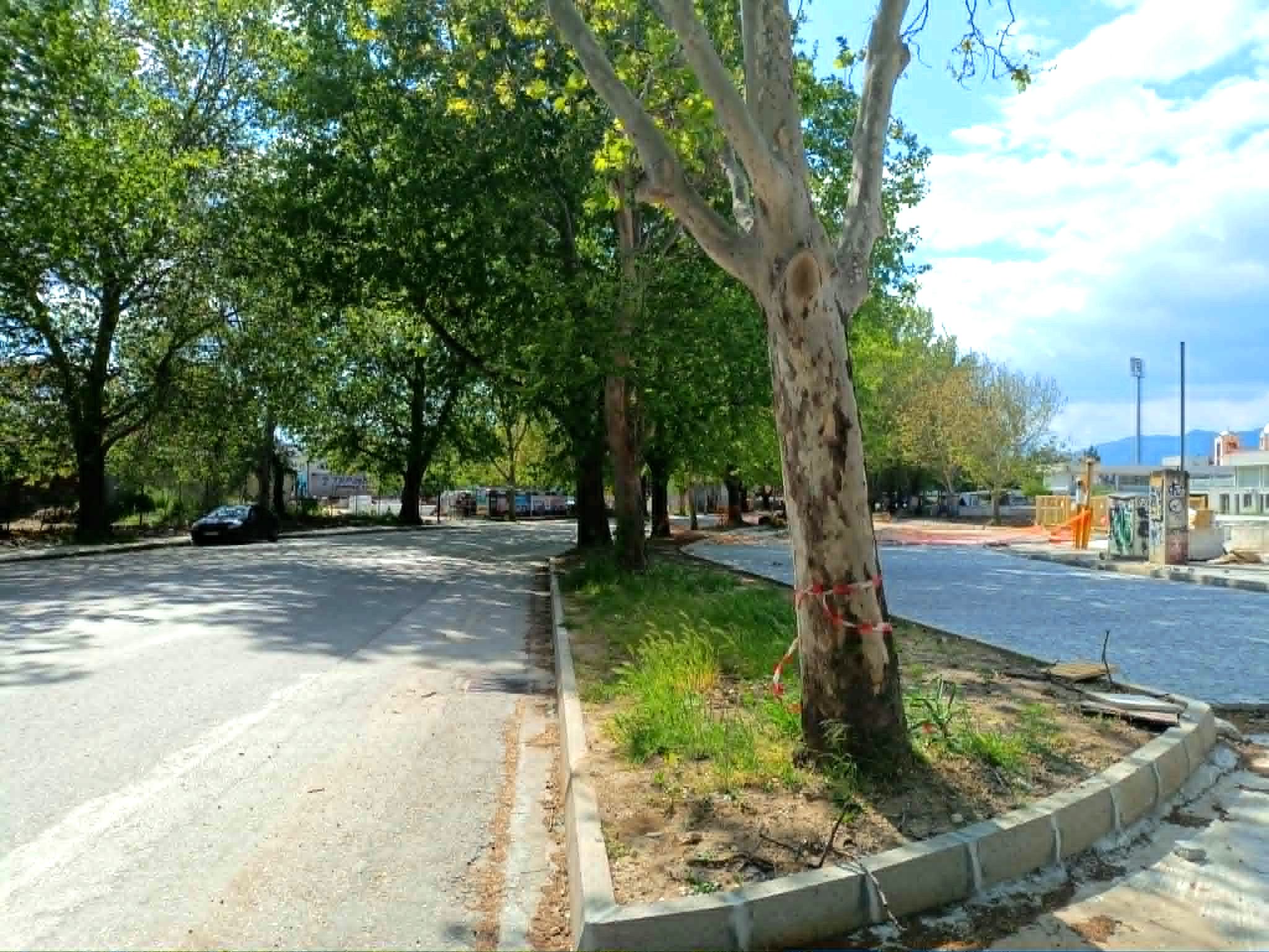 Δήμος Κομοτηνής: Ομόφωνο «ναι» στο κόψιμο πλατανιού  ​