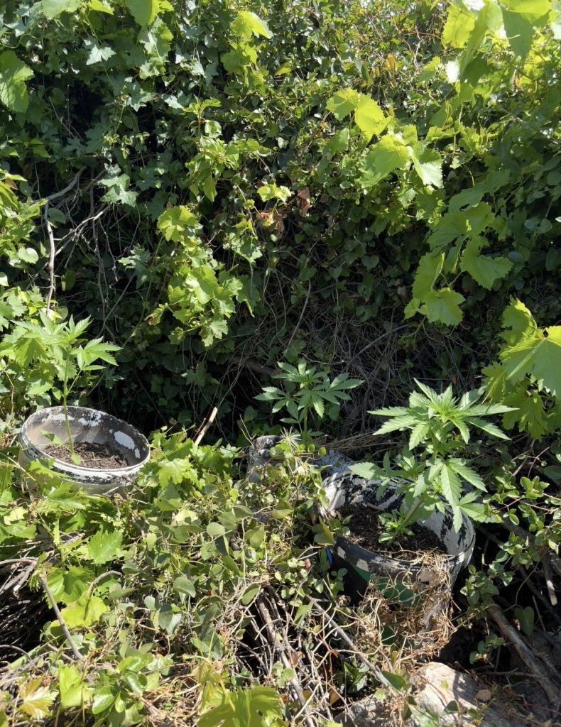 Ρέθυμνο: 4 συλλήψεις για ναρκωτικά, όπλα και ζωοκλοπές