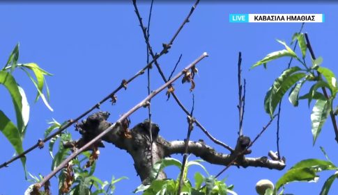 Νέα ασθένεια των ροδακινιών  πλήττει τις καλλιέργειες