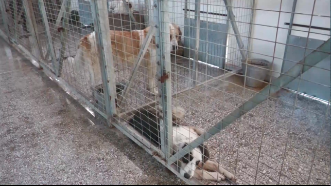 Μαθήματα αγάπης και ευθύνης από τους μικρούς μαθητές στο καταφύγιο αδέσποτων του Δήμου Βόλου