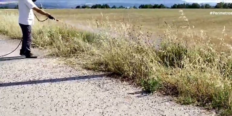 Επιδρομή ακρίδων σε καλλιέργειες στα Γρεβενά