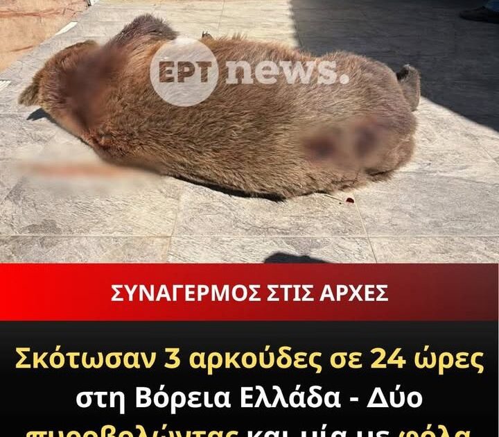 Επικήρυξη 3.000 ευρώ για τις τρεις θανατώσεις αρκούδων στη Δυτ. Μακεδονία – Συνεχίζεται η εμφάνιση άγριων ζώων εντός αστικού ιστού