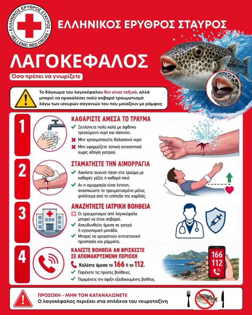Ελληνικός Ερυθρός Σταυρός: Οδηγίες για την αντιμετώπιση δαγκώματος από λαγοκέφαλο