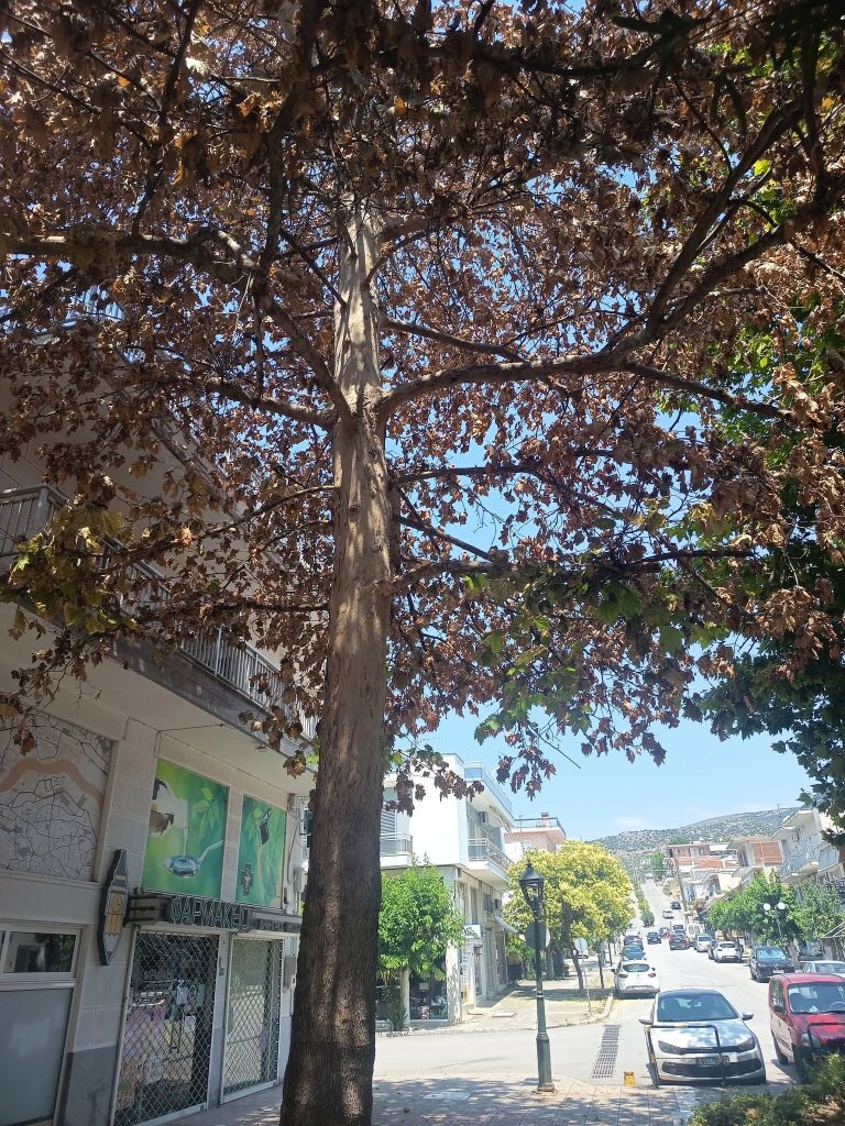 Δηλητηρίαση αιωνόβιου πλατάνου στη Νέα Αγχίαλο – Έρευνα της Αστυνομίας για τον δράστη
