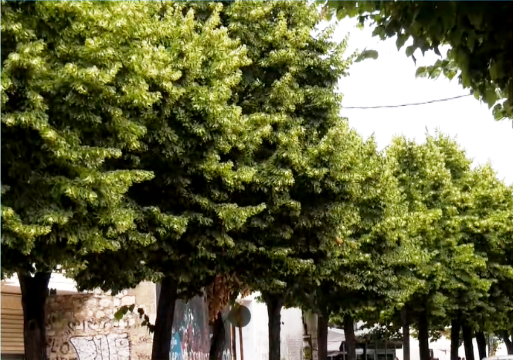 Η συλλογή του φλαμουριού στους δρόμους της Κομοτηνής