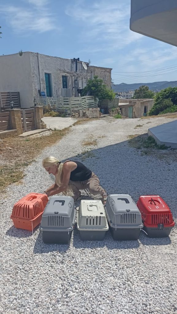 Με επιτυχία ολοκληρώθηκε το πρόγραμμα μαζικών στειρώσεων αδέσποτων ζώων στον Δήμο Κισσάμου