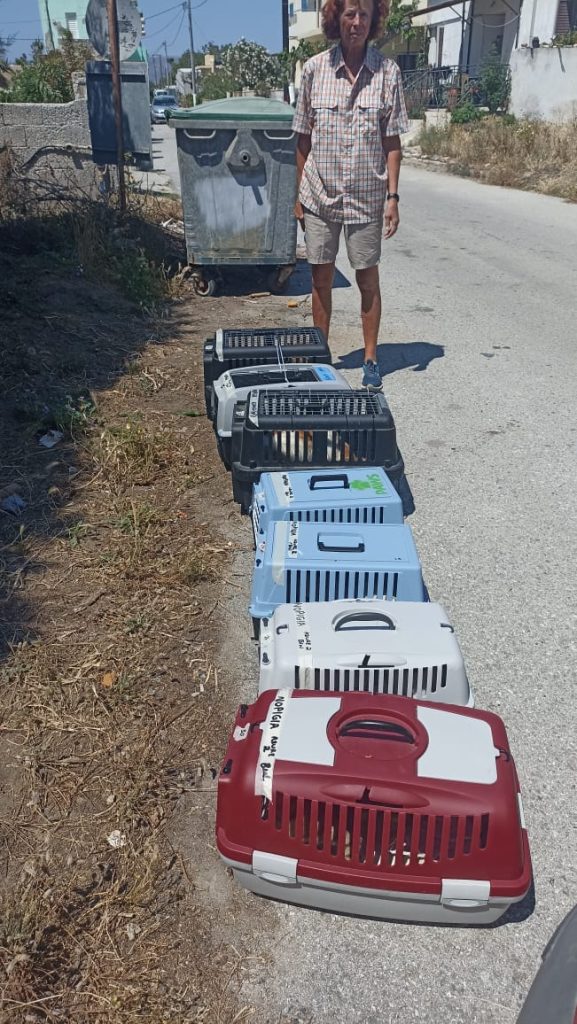Με επιτυχία ολοκληρώθηκε το πρόγραμμα μαζικών στειρώσεων αδέσποτων ζώων στον Δήμο Κισσάμου