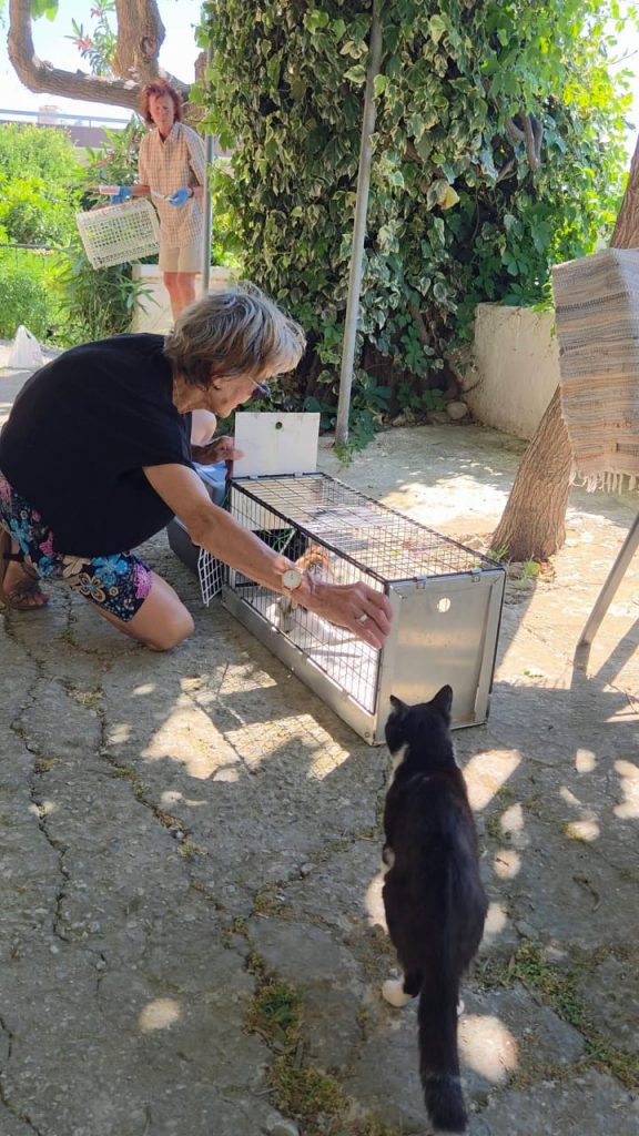 Με επιτυχία ολοκληρώθηκε το πρόγραμμα μαζικών στειρώσεων αδέσποτων ζώων στον Δήμο Κισσάμου