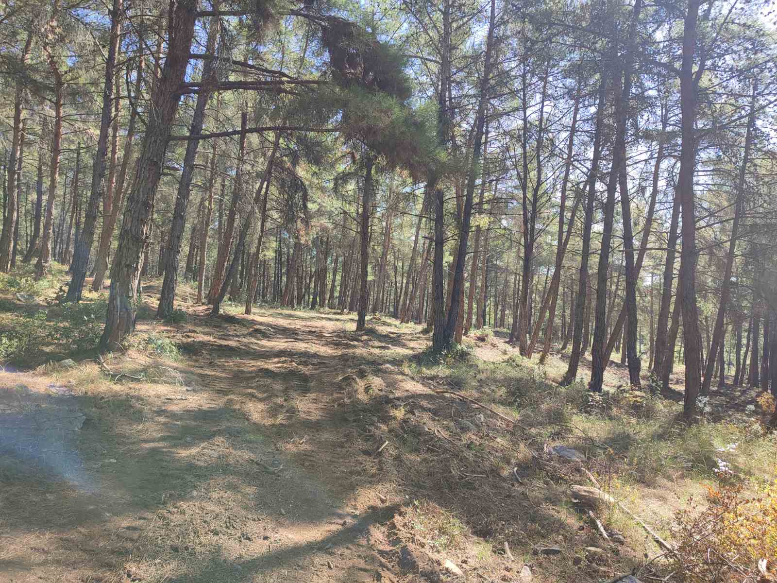 Ολοκληρώθηκε το Πρόγραμμα «Προστασίας Δασών – AntiNERO IV» σ